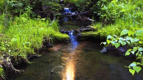 Photo of stream with grassy banks and trees