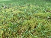 Moss in a lawn