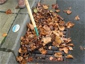 Leaves being raked from a storm drain
